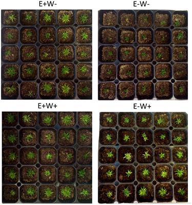 Fungal Endophytes Exert Positive Effects on Colobanthus quitensis Under Water Stress but Neutral Under a Projected Climate Change Scenario in Antarctica